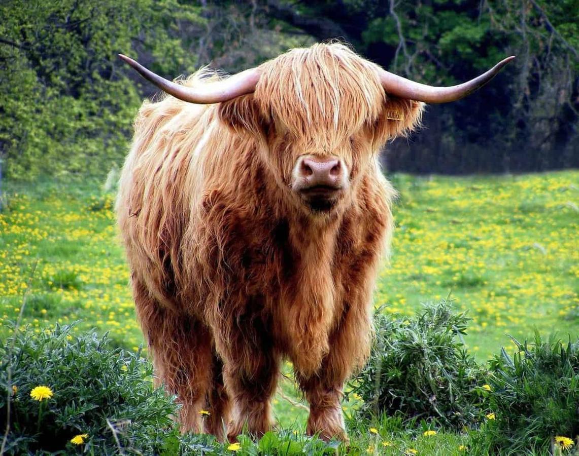 Ginger'S Lägenhet Stirling Exteriör bild