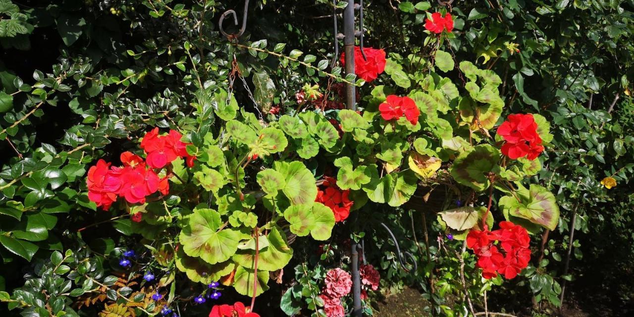 Ginger'S Lägenhet Stirling Exteriör bild